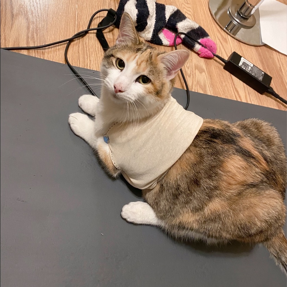 Homemade Cat Shirt